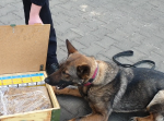 Pies służbowy Kora, owczarek niemiecki, leży przy skrzynce z wyrobami tytoniowymi.