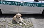 Pies służbowy, labrador,  leży przy oznakowanym samochodzie Służby Celno-Skarbowej