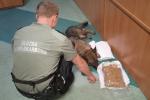 Pies służbowy - owczarek niemiecki leży na podłodze przy paczkach z nielegalnym tytoniem.