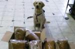 Pies służbowy przy paczkach z ujawnionym tytoniem